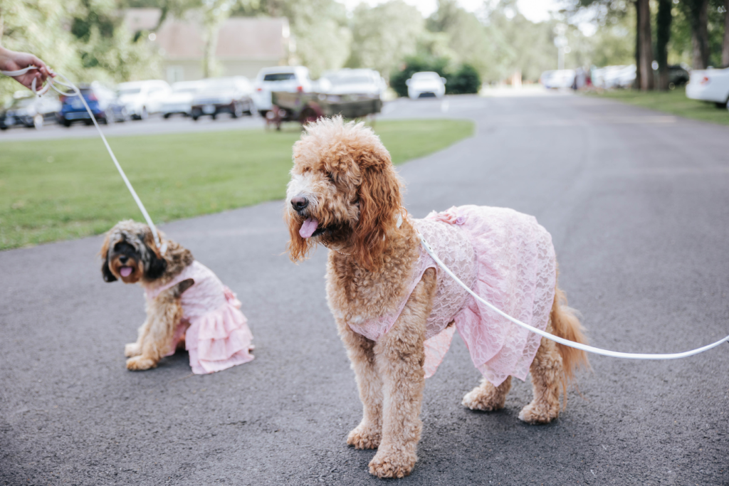 cutest dogs dressed in pink bridesmaids dresses
