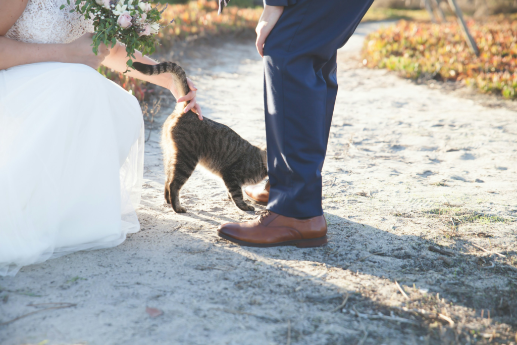 cat with its parents after the wedding ceremony